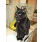 Schmusiger Kater Celsa, EKH und Hauskatze - Kater