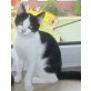 Schmusy, Europäische Kurzhaarkatze - Katze