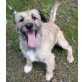 Schnauzer BRAD - in der Tötung - Rüde