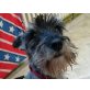 Schnauzer - Hündin
