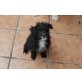 Schnauzer-Mix Welpen - Hündin