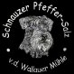 Schnauzer - Rüde