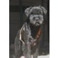 Schnauzer - Rüde