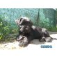 Schnauzer Welpen - Hündin
