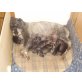 Schnauzer Welpen - Hündin