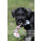 Schnauzer Welpen - Hündin