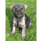 Schnauzer Welpen - Hündin