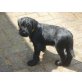 Schnauzer Welpen - Hündin