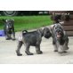 Schnauzer Welpen - Hündin