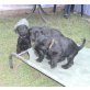 Schnauzer Welpen - Rüde