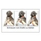 Schnauzer Welpen - Rüde