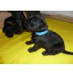 Schnauzer Welpen - Rüde