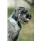 Schnauzer Welpen - Rüde