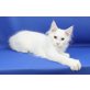Schneeflocke, Maine Coon - Kater