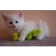 Schneeflocke Snow, Sunny und Samy suchen Dich, Türkische Angorakatze - Katze