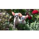 Schneeflöckchen, Chihuahua kurzhaariger Schlag Welpen - Rüde