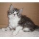 **Schneeflöckchen**, Maine Coon - Katze