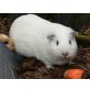 Schneewitchen, Cuy Riesenmeerschweinchen - weiblich