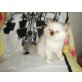 Schneewittchen, Ragdoll/Birma - Katze
