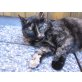 Schnu, Hauskatze - Katze