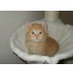 Schnucki, Angora - Katze