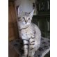 Schnucki, Europäische Hauskatze - Kater
