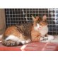 Schnucki tricolor-Glückskatze, Europäische Kurzhaarkatze - Katze