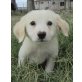 Schnuffel, Schnufffel, knuffiges Hundekind sucht Familie - Rüde
