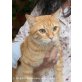Schnuffelchen Oddi - Kater