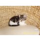 Schnuffi, Hauskatze - Katze
