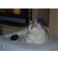 Schnuggele, Hauskatze - Katze