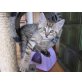 Schnurli, Schnucki und Mizi, Europäische Hauskatzen - Katze