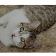 Schnurri, Blanche, liebe Hauskätzchen - Kater