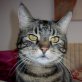 Schnurri, ruhige - Katze