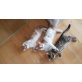 Schnurrlis, Babykatzen - Katze