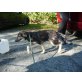 Schnute, Collie-Schäferhund Mix Mädchen Welpen - Hündin