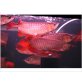 Schöne Arowana Fisch zu verkaufen - weiblich