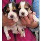 Schöne Beagle-Welpen, Beagle - Rüde