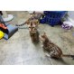 Schöne Bengal Kätzchen, Bengalkatze - Kater