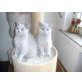 Schöne Britisch Kurzhaar  - Kater