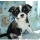 Schöne-Chihuahua-welpen, Chihuahua kurzhaariger Schlag - Hündin