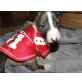 *Schöne Miniatur Bullterier Welpen Verfügbar*, Miniatur Bullterrier - Rüde