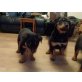 Schöne Rottweiler Welpen., Rottweiler - Rüde