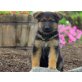 Schöne Schäferhund-Welpen, Deutscher Schäferhund - Rüde