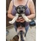 Schöne Schäferhund -Welpen zu verkaufen, Schafpudel - Hündin