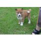 Schöne Shiba Inu Pups Verfügbar, Shiba Inu - Hündin
