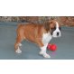 Schöne bunte Boxerwelpen, Boxer - Rüde