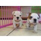 Schöne englische Bulldogge Welpen, Englische Bulldogge - Rüde