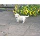 Schöne lockige f1 Cavapoo. Welpen zur Annahme, Cairn-Terrier - Rüde