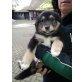 Schöne mischlingshunde, Australian Shepherd/Collie/Hovawart  Welpen - Hündin